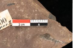 Foto (Detailsansicht) von Planera ungeri Ettingshausen (NHMW-GEO-2024-0188-1000)